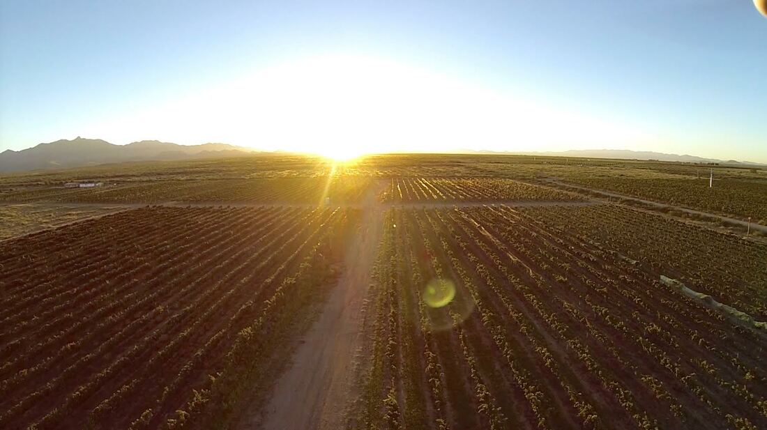 Vineyard at sunset Arizona wine tour